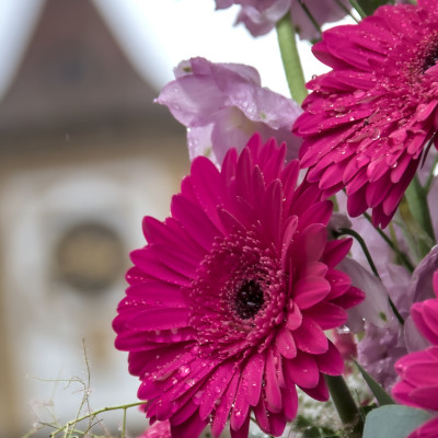 2024 fleurs